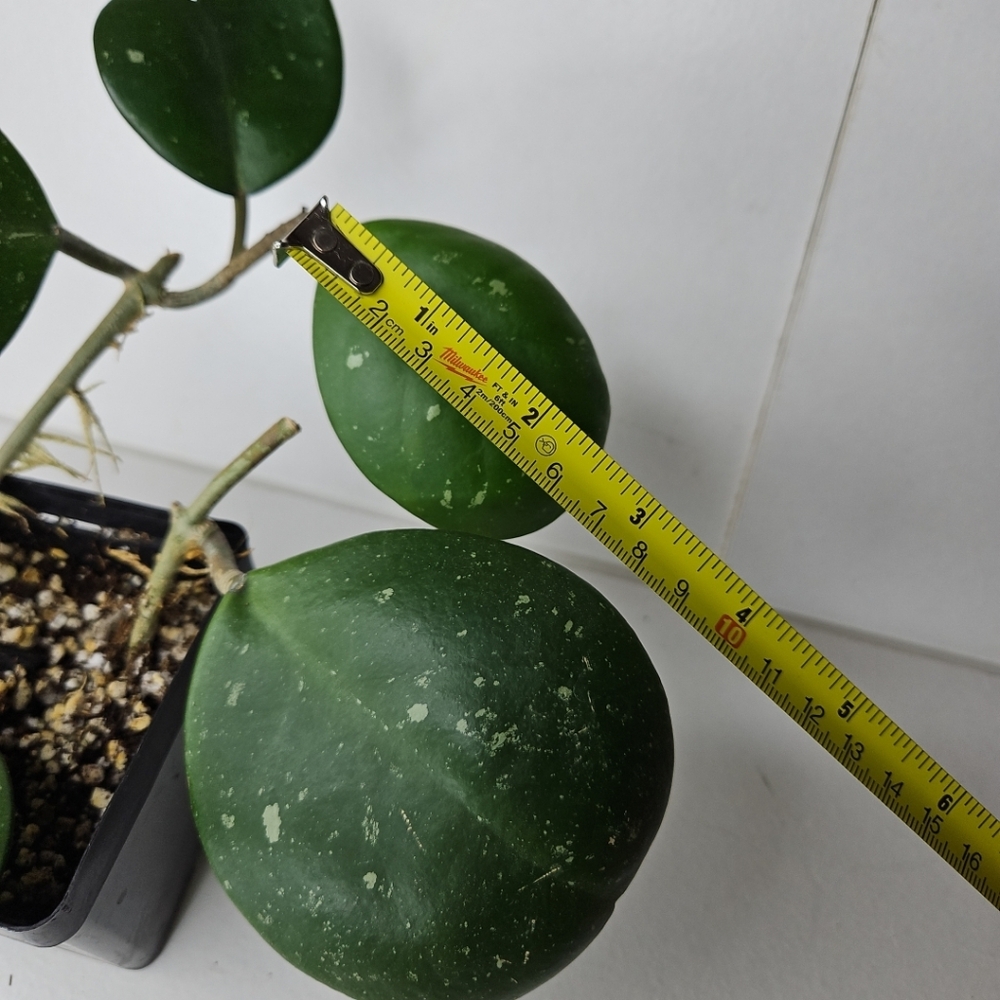 Hoya Obovata - Picture 8 of 10